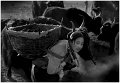 658 - the tibetan girls bear cow muck - DONGPING Li - china